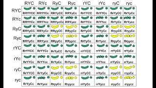 MSHGQM  Genetics Trihybrid Crosses [upl. by Suivat]