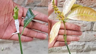 How To Grafting mango trees  Double Grating on One Mango Trees [upl. by Adnarb]