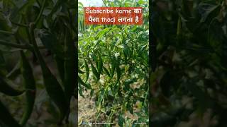 Poor farmer farmer farmerlife youtube trending garden mirchi kheti agriculture vegetables [upl. by Riordan228]