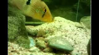 geophagus brasiliensis breed [upl. by Truman]