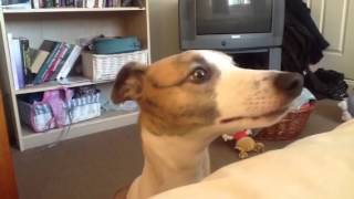 Whippet talking [upl. by Singleton]