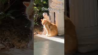 In school sport meet student vs teacher cat cuteannimals catblogger funnyvideo [upl. by Yrram]