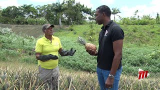 In Depth With Dike Rostant  Tableland Pineapple Farmers Association [upl. by Srini422]