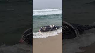 Brasillamentável um filhote de baleia morto enter posto 6 e o 5 praia da Barra Da Tijuca [upl. by Aleece]