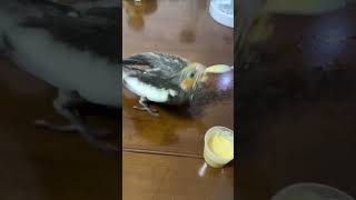 Cute Baby Cockatiels Hand Feeding Time  Adorable Moments with Our Feathered Friend [upl. by Cayser]