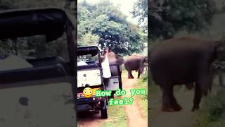 How do you feel 😮shortvideo junglesafari🚖 elephant 🐘 [upl. by Yelnet270]