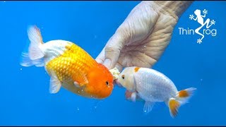 4 Best Goldfish Foods [upl. by Nebeur]