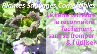 Les Plantes Sauvages Comestibles  Reconnaître facilement Le Lierre terrestre 1 [upl. by Middlesworth]