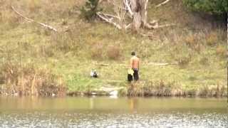 Man Releases Domestic Ducks At Markham Park [upl. by Rramo]