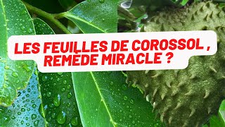 🌱Les feuilles de corossolier anti cancérigène Miracle [upl. by Eversole]