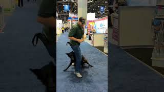 k9 k9protection usa dogs training doglover trending malinois asmr dogowner k9security [upl. by Ahsier]