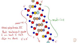 La réplication de lADN [upl. by Bui]