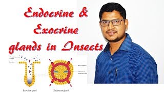 Lecture 15 Endocrine amp Exocrine glands in insects [upl. by Wahl]