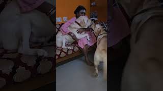 Amma pillai naga elarum🥰😍 doglover labradorlovers [upl. by Odab]