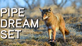 Pipe Dream Set for Coyotes  Coyote Trapping [upl. by Nosrak663]