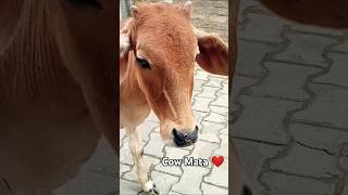 प्यारी cow Mata ❤️🐄cow cowvideos roadside cowcalf [upl. by Kearney]