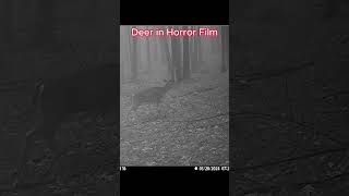 Deer in Horror Movie wildlife trailcam huntingcamera [upl. by Llehsar76]