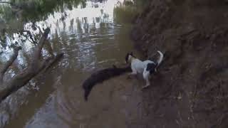 Burdekin River Hog hunt hunting the river country around Charters towers Queensland Australia [upl. by Anital]