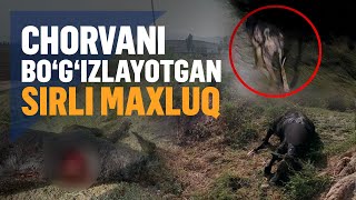 Bekobodda noma’lum maxluq buzoqlarni bo‘g‘izlab ketmoqda [upl. by Hewet277]