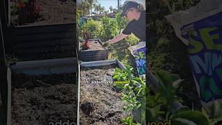 Garden bed refresh 🌱🌸🥕 raisedbedgardening garden vegetablegarden [upl. by Khano667]