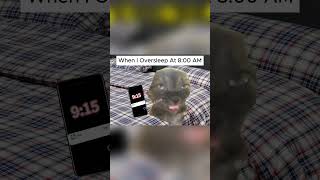 Oversleep at 8 AM😂funnycatvideo cat cats meme catvideos funny catmeme catmemes funnycat [upl. by Norrahs]