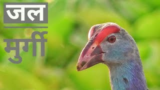 GreyHeaded SwampHen II नीली जल मुर्गी II Cute Birds videos [upl. by Mello]