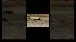 Cheetah vs leopard  The Cheetahtrending viralvideo wildlife cheetah leopard shortfeed [upl. by Eniamzaj]