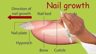 Nail growth [upl. by Elleiram]