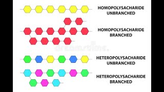 Polysaccharides Homopolysaccharides Heteropolysaccharides Storage molecules and starch [upl. by Odrude]