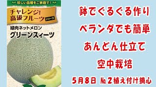 高級ネットメロン メロン 🍈【グリーンスイーツ】No2植え付け摘心鉢でぐるぐる作りベランダでも簡単あんどん仕立てで空中栽培 家庭菜園 2024年5月8日 [upl. by Ahseer]