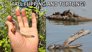 Successful Snake Flipping in Dallas and Tremendous Turtle Diversity [upl. by Ebony]