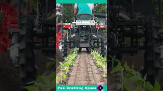 Transplantation process of pepper plant seeds [upl. by Aleik]