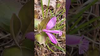 Birds on the wing or Polygala Polygaloides signs of many things [upl. by Wardle335]