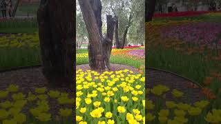 300 years of Platycladus orientalis L Franco and tulips 🌷 tulips Beijing park spring [upl. by Savart]