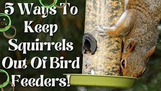 Best Squirrel Proof Bird Feeders [upl. by Lorens]