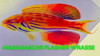 Madagascar Flasher Wrasse  Na prática [upl. by Alethia]