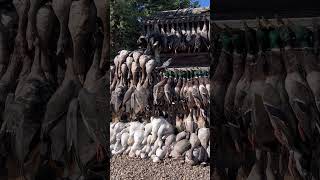 Limits for 10 hunters Alberta Duck and Goose Hunting huntongaro Cabelas hevishotammo [upl. by Andreas]