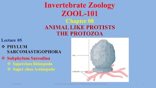 Subphylum Sarcodina Superclass Rhizopoda Actinopoda Heliozoans Actinopoda Amoeba [upl. by Meldoh598]