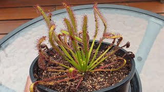 Drosera Capensis  The Perfect Beginner Sundew [upl. by Clarine]