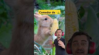 Comedor de 🌽 pets alegriapet animais amiguinhospet animals amigopet humor petfeliz [upl. by Jacki784]