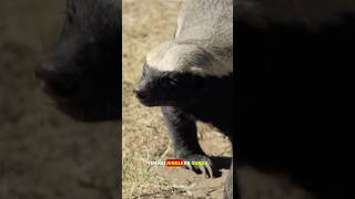 Honey Badger 🦡 shorts ytshorts science sciencefacts [upl. by Dloraj]