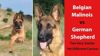 Belgian Malinois vs German Shepherd  Two Very Similar Yet Different Canines [upl. by Enovad]