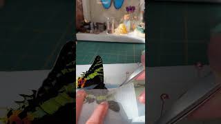 Preserving a dead Madagascan sunset moth entomology insects responsiblysourced butterfly [upl. by Nagoh]