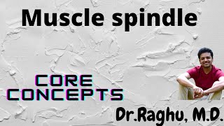 Muscle spindle  Stretch reflex  Neurophysiology  Alpha Gamma coactivation [upl. by Monsour]