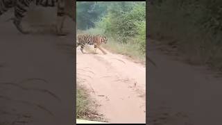 🐅Bandhavgarh National park tiger today morning 🐯tala zone 🐯trending viralshort wildlife tiger [upl. by Metsky]