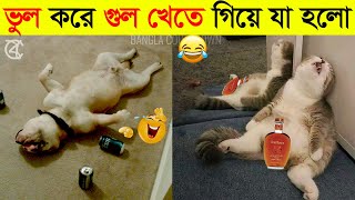 পশুদের মজার কর্মকান্ড ক্যামেরায় ধরা পড়া  Funny Animals Video 2022 Part4  mayajaal [upl. by Nissie]