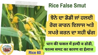 Rice False Smut ਝੋਨੇ ਦਾ ਹਲਦੀ ਜਾਂ ਡੋਡੀ ਰੋਗ ਅਤੇ ਇਸ ਰੋਗ ਦਾ ਕੰਟਰੋਲ [upl. by Willdon]