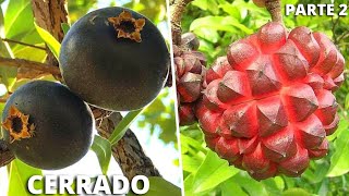 10 Frutas Brasileiras Mais INCRÍVEIS e CURIOSAS Nativas do CERRADO Parte 2 [upl. by Ithsav]