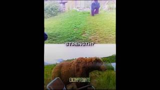 Grizzly bear vs Silverback gorilla edit 1v1 [upl. by Nert475]