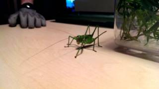 Giant Predacious Katydid [upl. by Baxie]